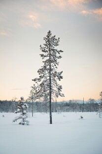 冬日孤树雪景
