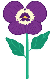 紫色三色堇花朵插画