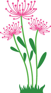 三朵粉色蒲公英插画