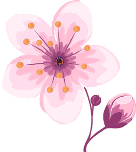 粉色樱花花朵插画