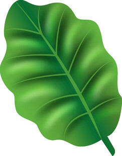 翠绿阔叶插画