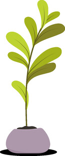 盆栽绿植 清新小植物