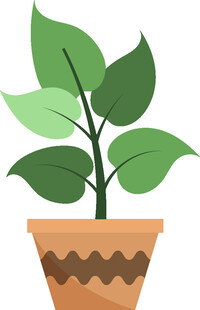 盆栽绿植 清新小植物
