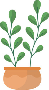 盆栽绿植 清新小植物