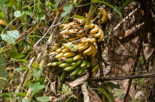 野外丛生的一串香蕉