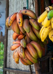 多彩香蕉悬挂于木架旁