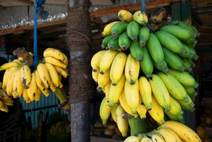 新鲜香蕉悬挂售卖