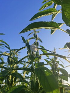 蓝天映衬下的翠绿植物