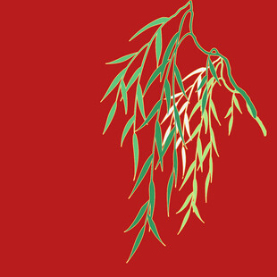 柳枝插画