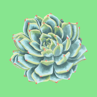 多肉植物