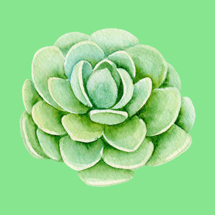 清新多肉植物