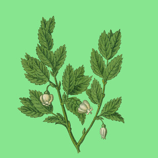绿叶间的粉嫩花苞