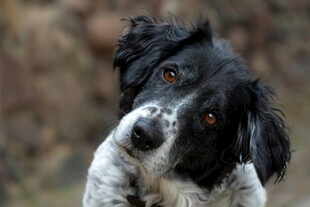 歪头萌犬