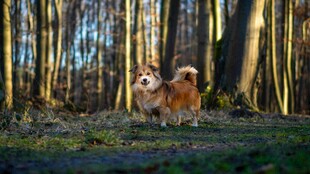 林间漫步的可爱柯基犬