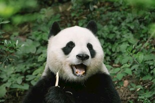 张嘴露齿的可爱大熊猫