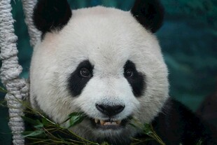 憨态熊猫进食瞬间