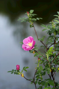 粉月季花 