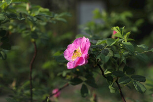 粉月季花 