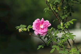 玫瑰花 