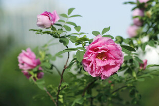 红玫瑰花