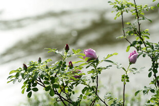 玫瑰花苞