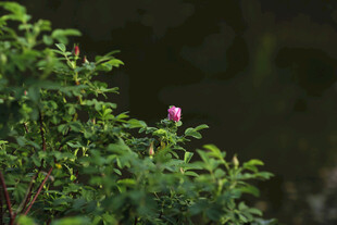玫瑰花苞 
