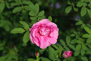 粉月季花 