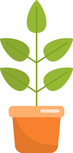 盆栽绿植 清新小植物