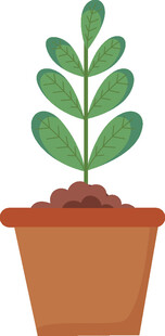 盆栽绿植 清新小植物