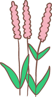 粉色穗状花草插画