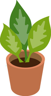盆栽绿植 清新小植物