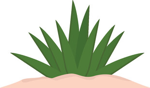 沙漠中的绿色芦荟植物