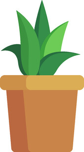 盆栽绿植 清新小植物
