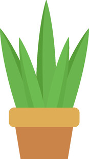 盆栽芦荟植物