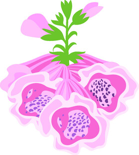 粉色花朵植物插画