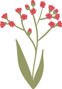 红色小花植物插画