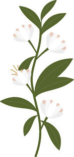白色小花绿叶植物枝条