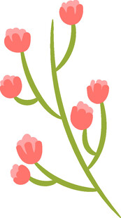 粉色花朵植物插画