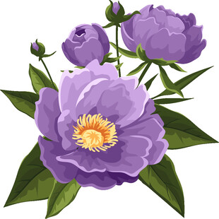 紫色芍药花插画