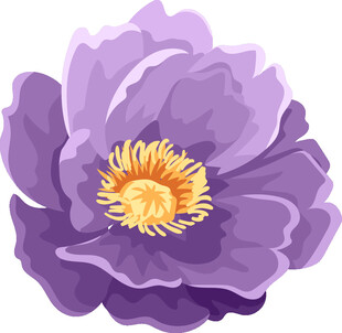 紫色牡丹花插画