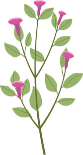 粉色花朵绿叶植物插画