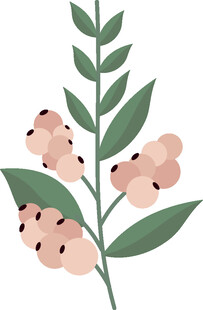 粉色花朵绿叶植物插画