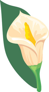 白色马蹄莲插画