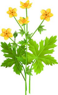 黄色小花与绿叶植物