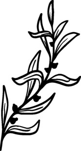 手绘枝叶图案
