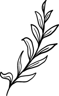 简约手绘植物枝叶线条图