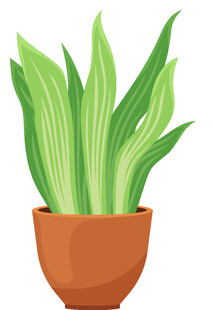 盆栽绿植 清新室内小植物