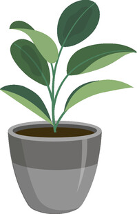 盆栽绿植 清新小植物