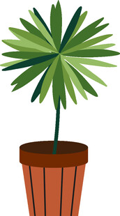 盆栽棕榈植物