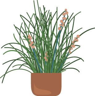 盆栽香草植物插画